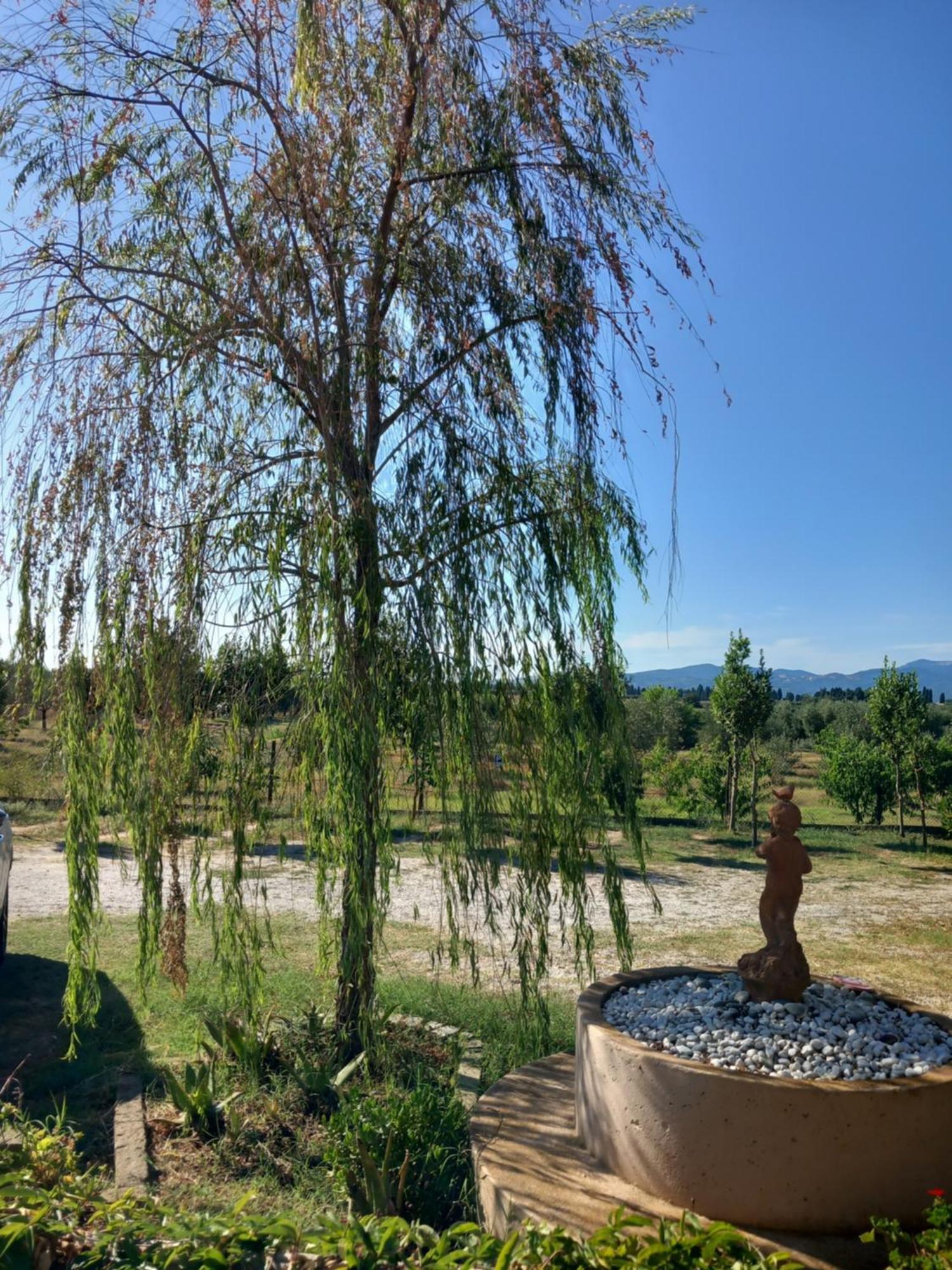 Azienda Agrituristica Le Betulle Riotorto Eksteriør billede